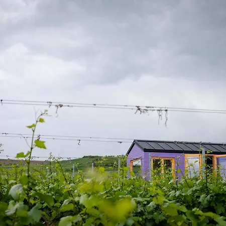 Tiny House In The Vineyard By Gramofon Wine Guest house Iordachianu